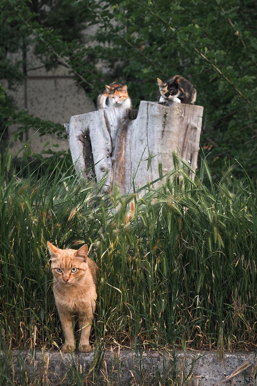 Kerch all-season cats) - My, Kerch, cat, The photo, Animals, Longpost