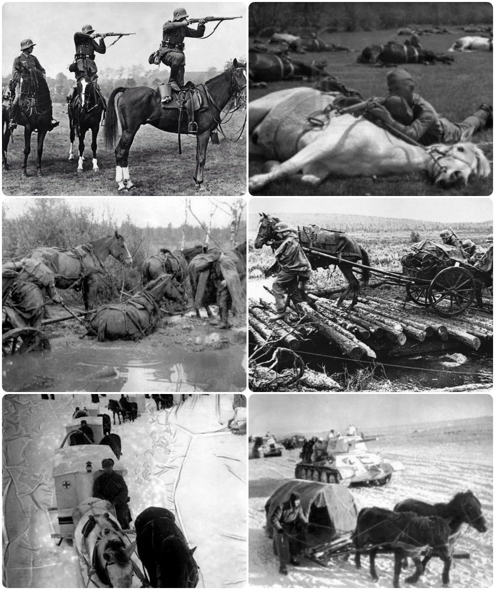 On the role of horses in the Great Patriotic War - Horses, Animals, The Great Patriotic War, Story