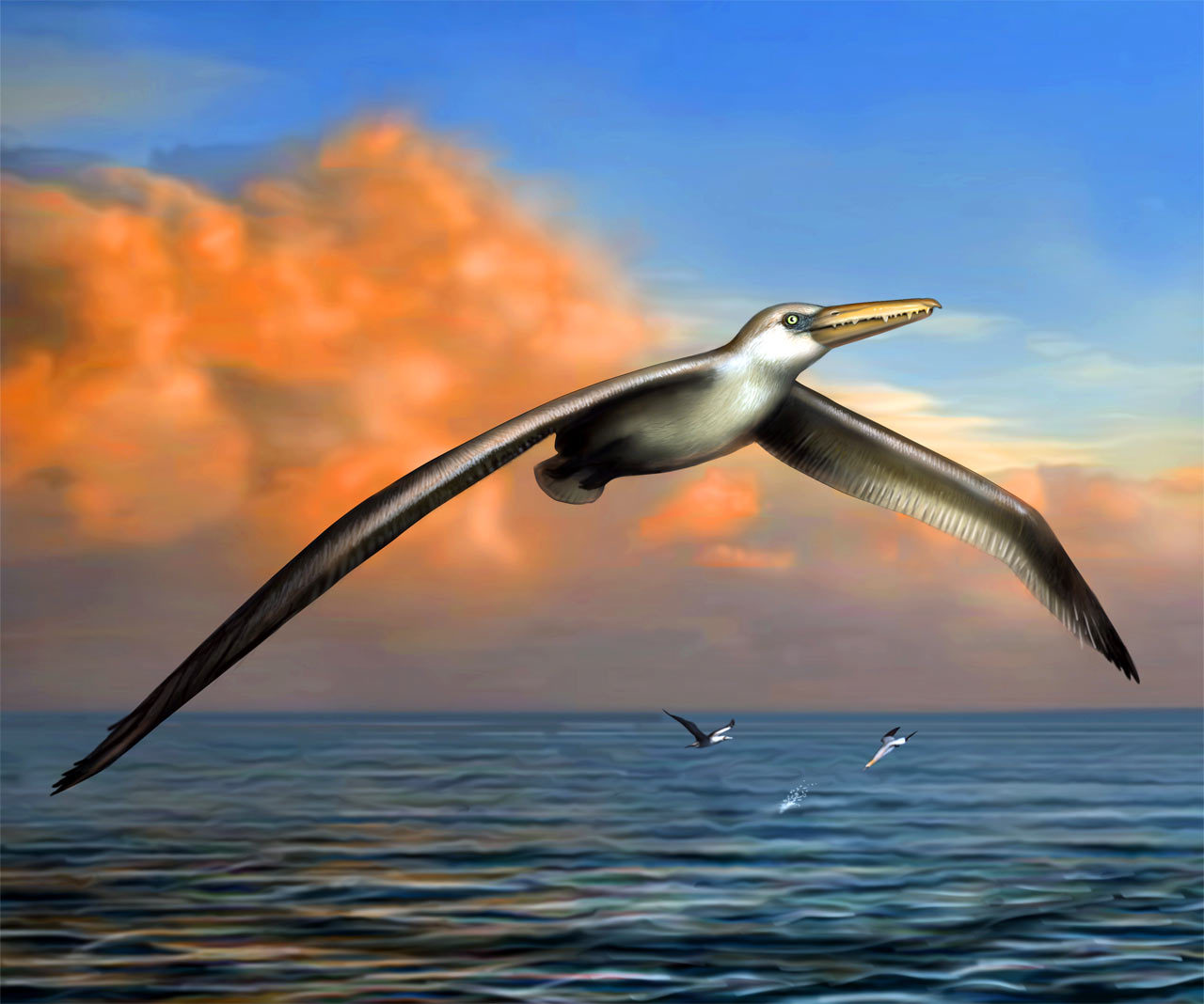 Самые большие летающие птицы нашей планеты | Пикабу