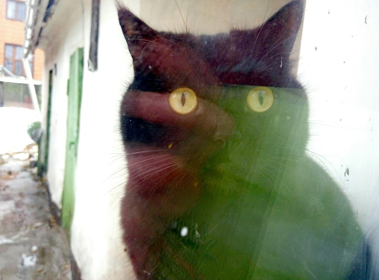 Мой кот - дебил | Пикабу