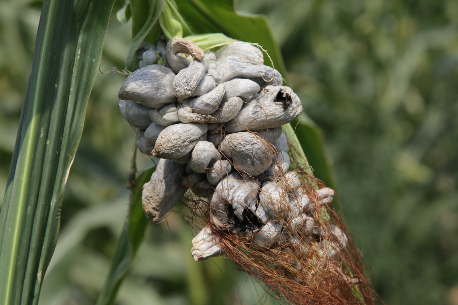 About corn - My, Corn, Unknown, Краснодарский Край, Country