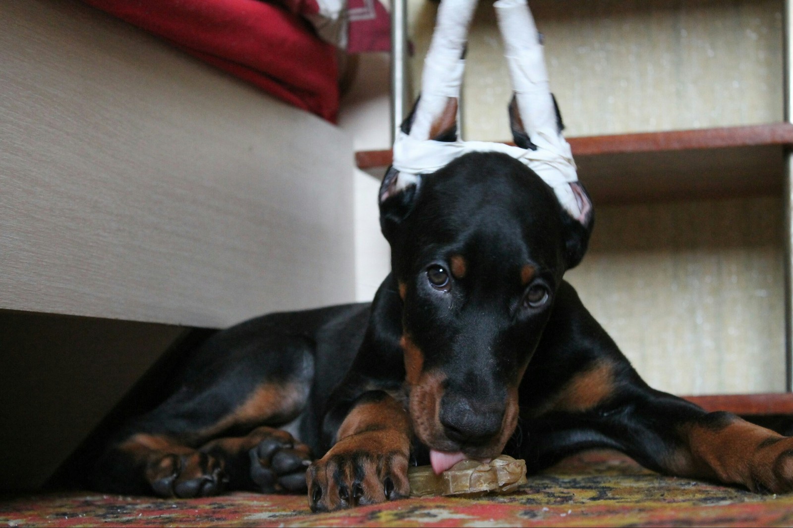 Доберман щенок с купированными ушами