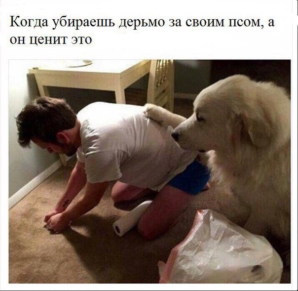 Soryan, Bro - Dog, Understanding