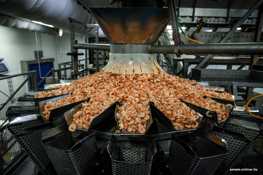 How Belarusian shrimps are born!!! - Shrimps, Republic of Belarus, Onliner, Post #10650381, Longpost, Onliner by