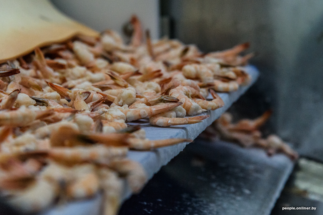 How the legendary Belarusian shrimps are produced - Informative, Shrimps, Republic of Belarus, Production, Onliner by, Longpost, Minsk Sea