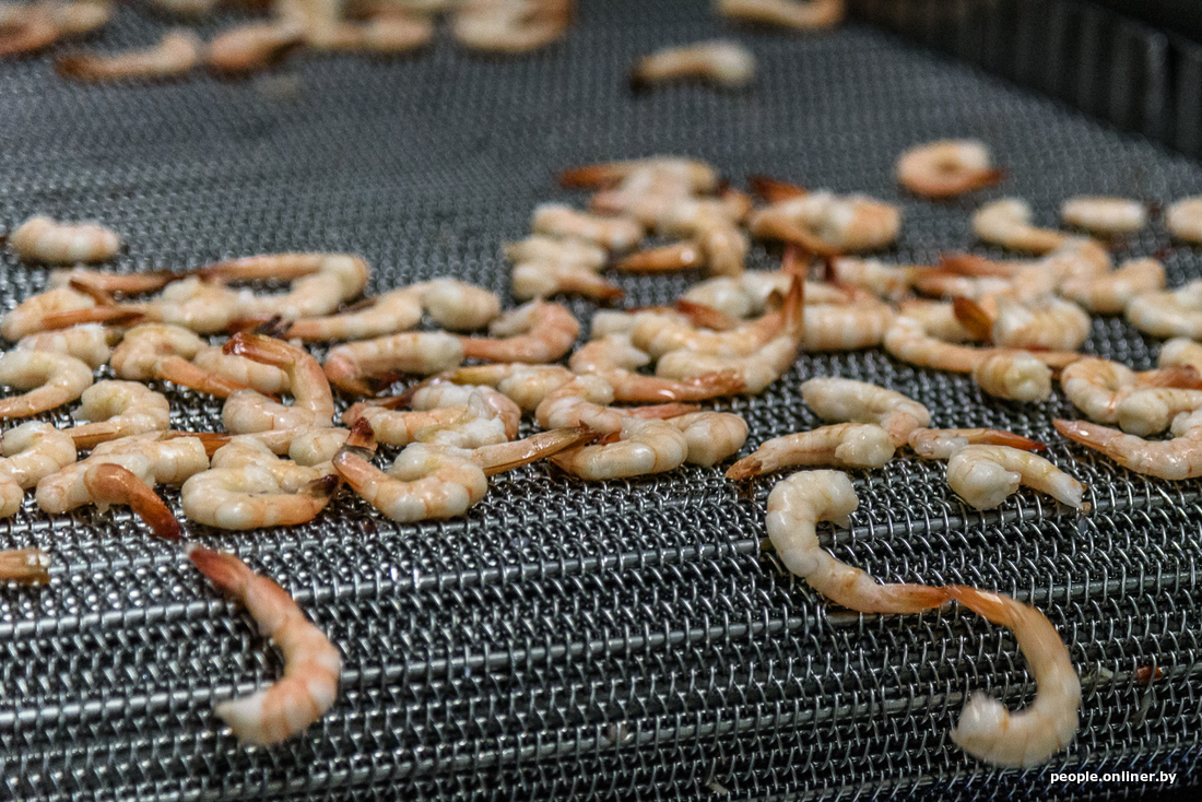 How Belarusian shrimps are born!!! - Shrimps, Republic of Belarus, Onliner, Post #10650381, Longpost, Onliner by