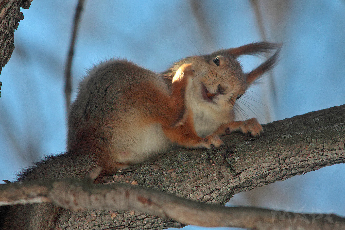 Smiling shy =) - Squirrel, Smile, Not mine, Spring