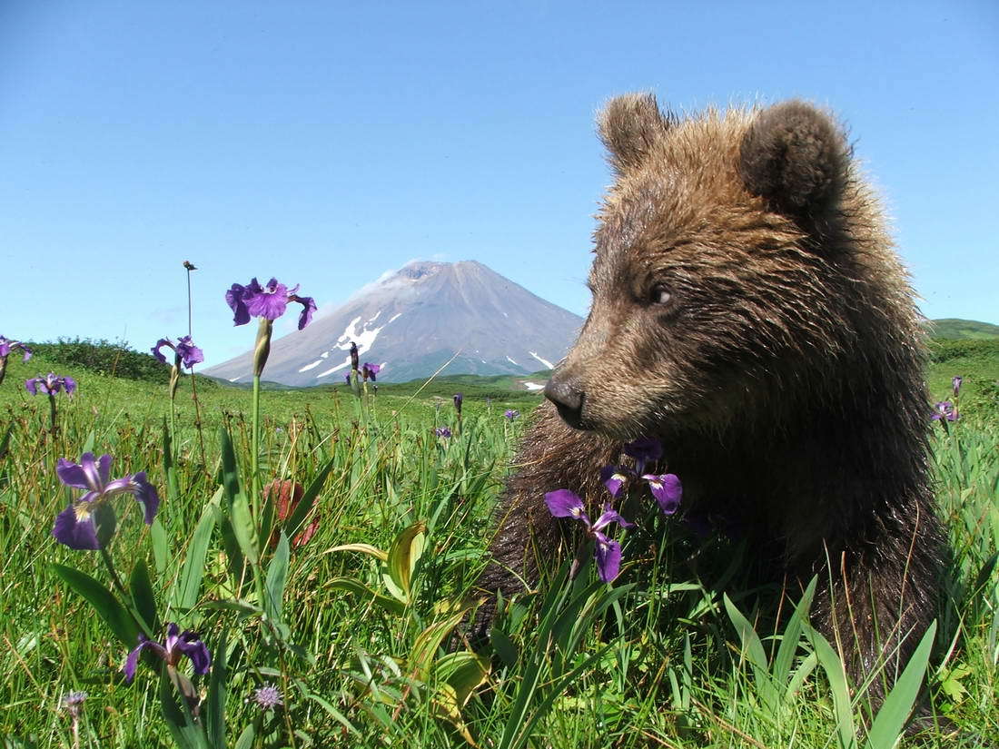 Kamchatka. - Kamchatka, beauty, Nature, Volcano, Дальний Восток, Longpost