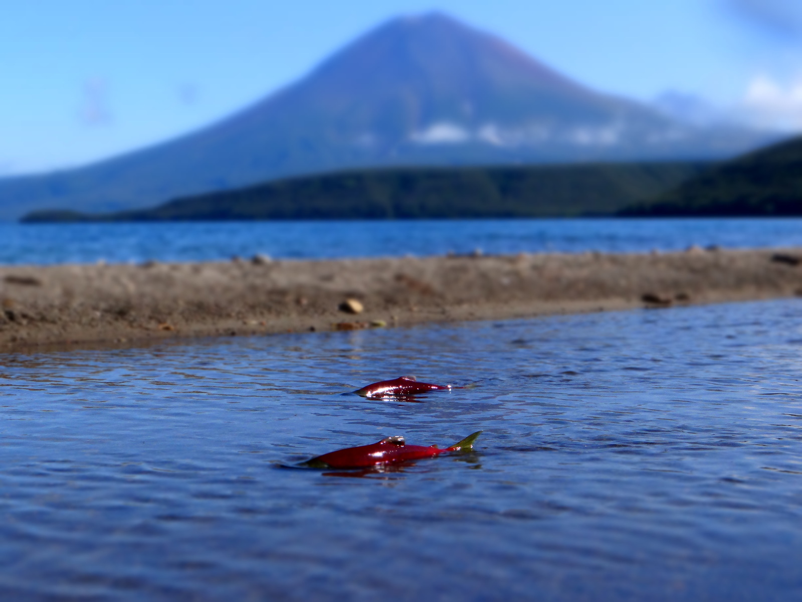 Kamchatka. - Kamchatka, beauty, Nature, Volcano, Дальний Восток, Longpost