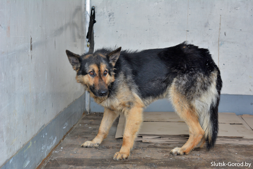 Near Slutsk, the dog guarded his dead girlfriend for several days - Republic of Belarus, Dog, Touching, Help, Slutsk