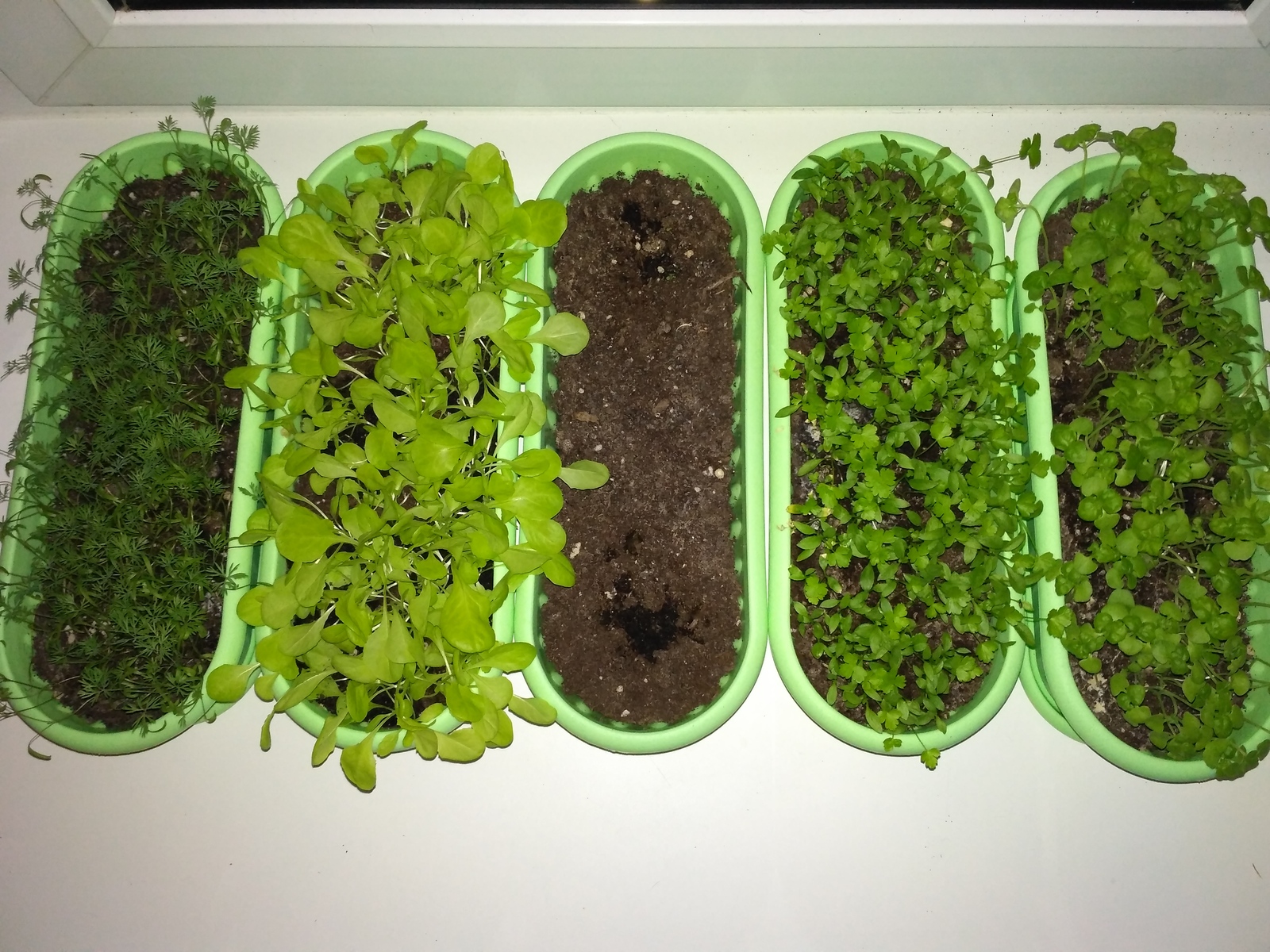 Growing herbs on your windowsill! - My, Greenery, Seeds, Seedling, On the window, Vitamins, Longpost