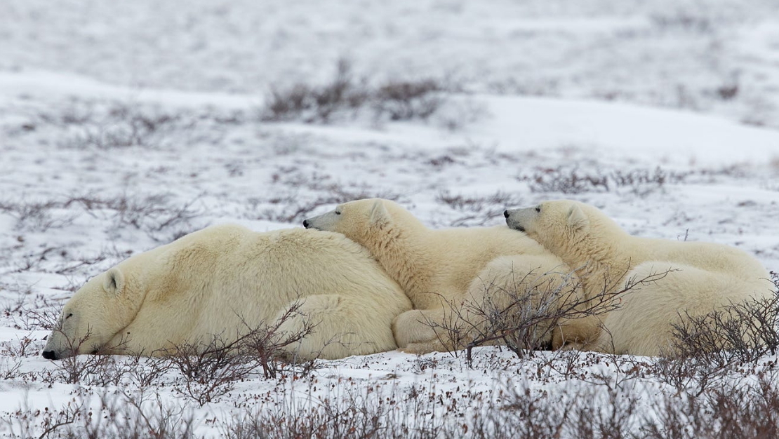 Train of bears) - The photo, Polar bear