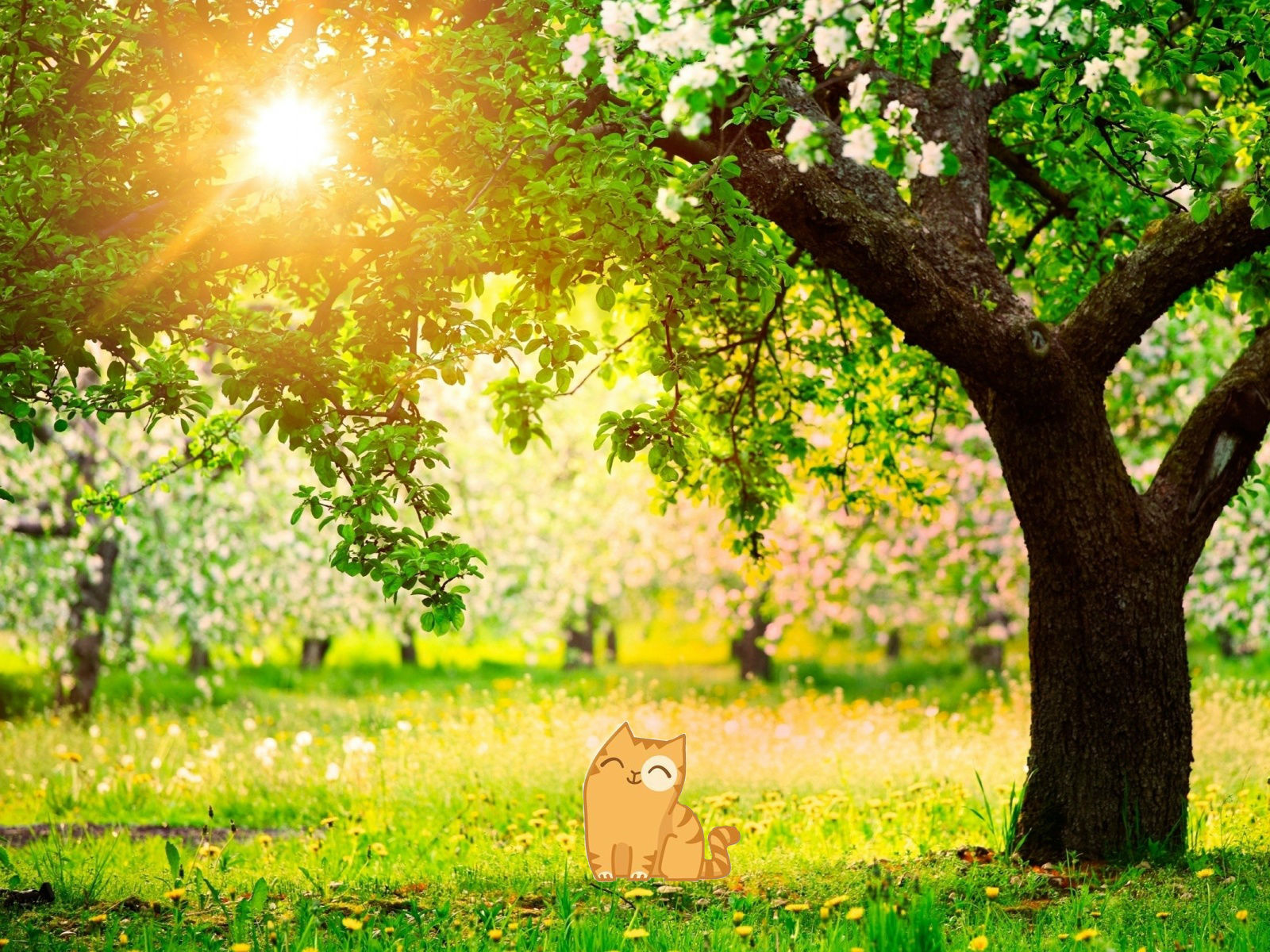 It's time to change the wallpaper on your work computer - cat, Spring, Background