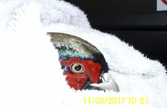 A stone-headed pheasant rides a bus, breaking through the windshield - Pheasant, Struck with a header, Bus, stone head, , Longpost