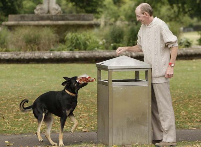 Weak to reach the urn? - Animals, Garbage, Crow