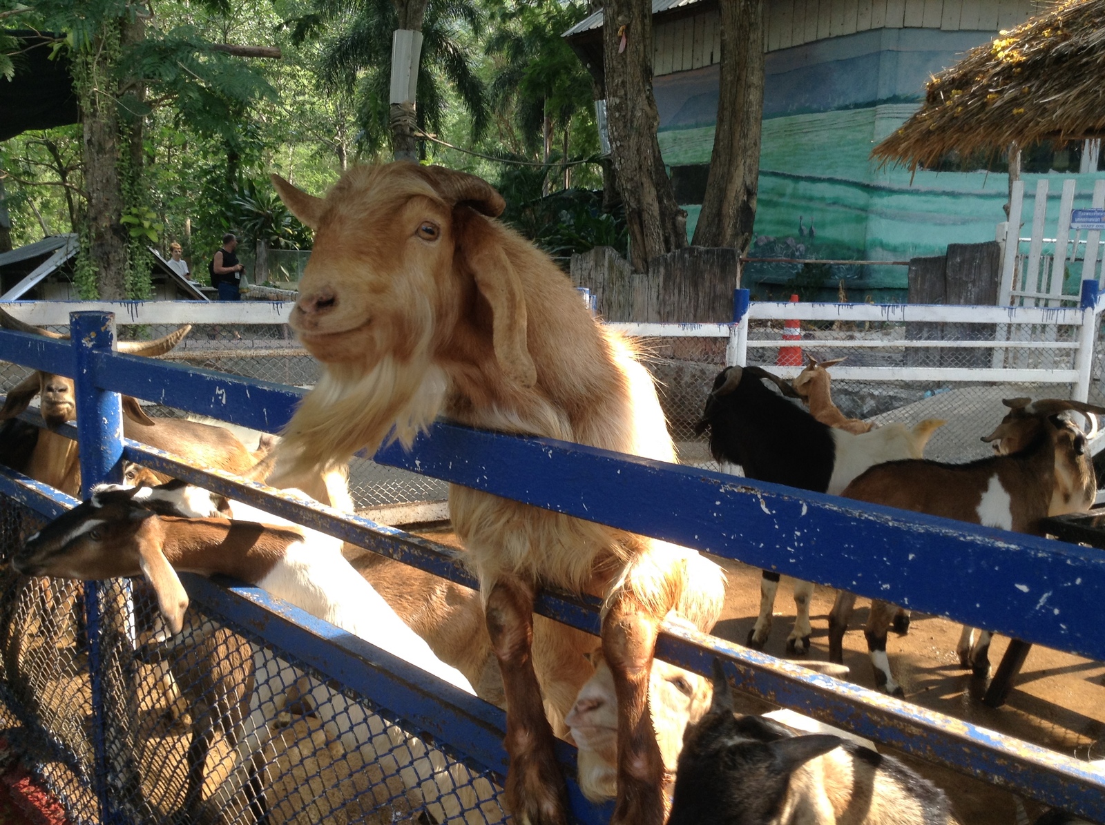 photogenic blond - My, Goat, Zoo, Khao Kheow, Pattaya, Thailand, Milota, Animals, The photo