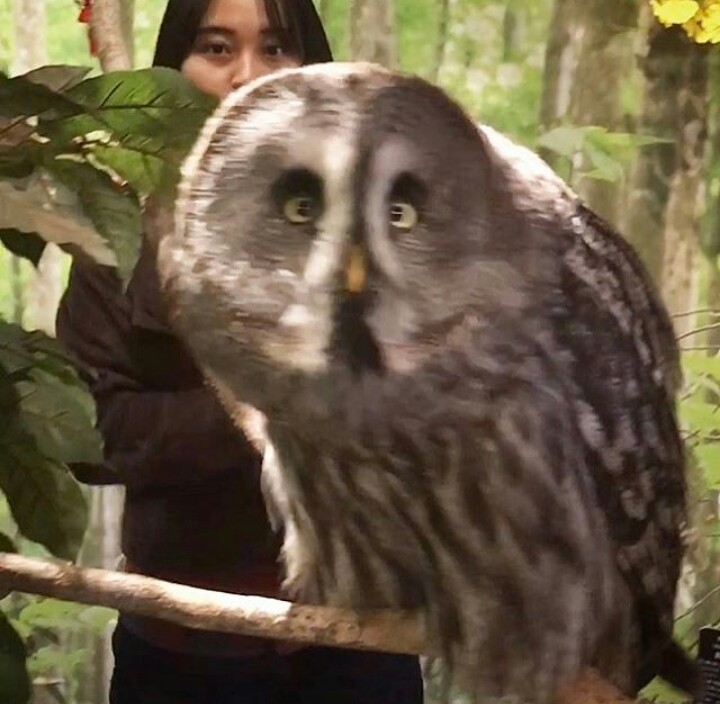 Such a stubborn look) - Animals, Owl, Owl, 