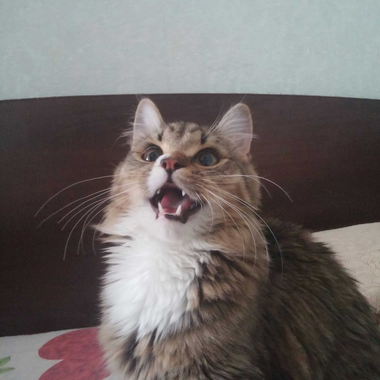 Котопес | Пикабу