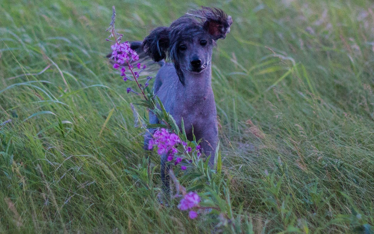 Impatient... - My, Embarrassment, Dog, Walk, Longpost