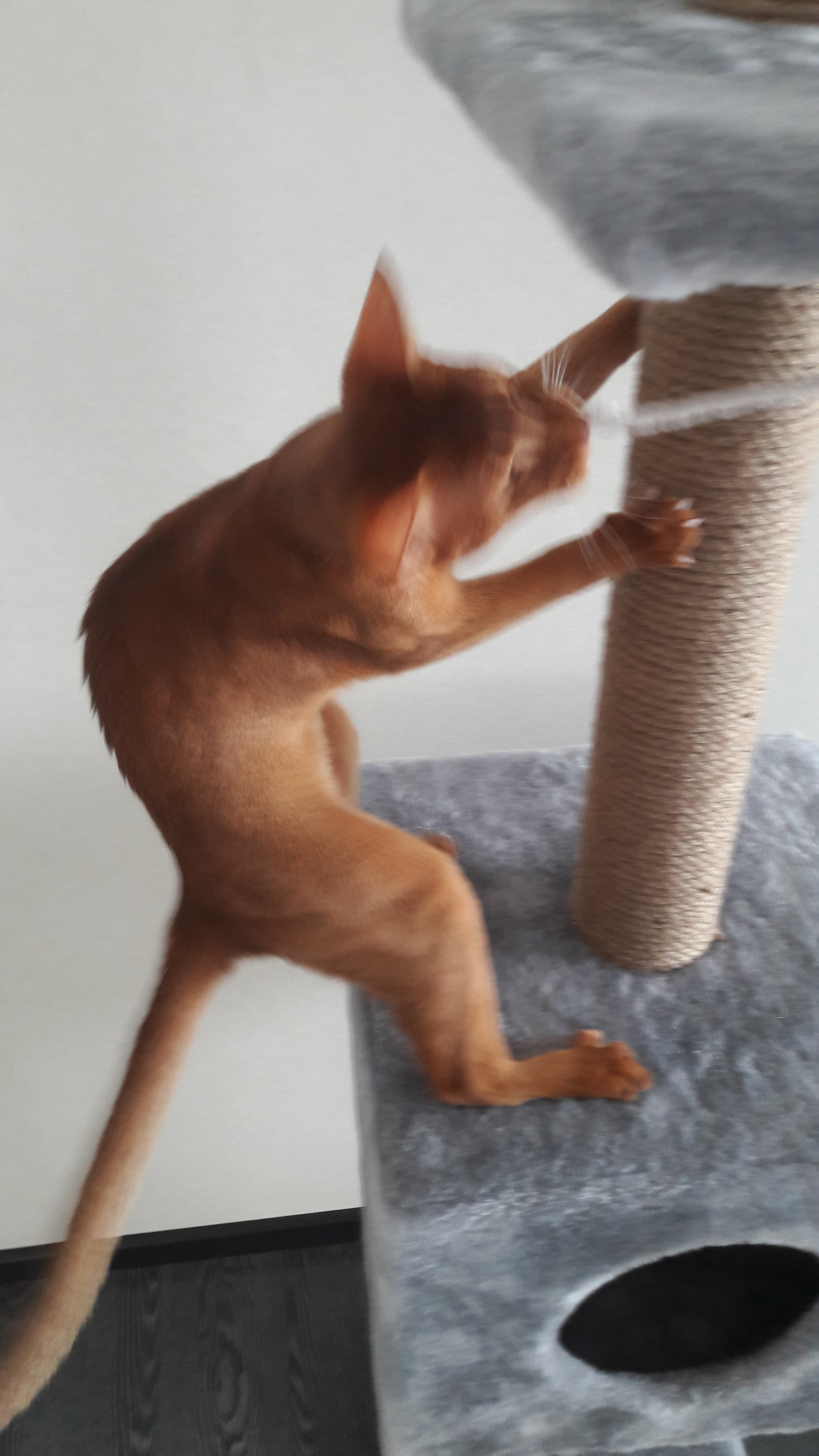 Love - let go ... - My, cat, Abyssinian cat, Longpost