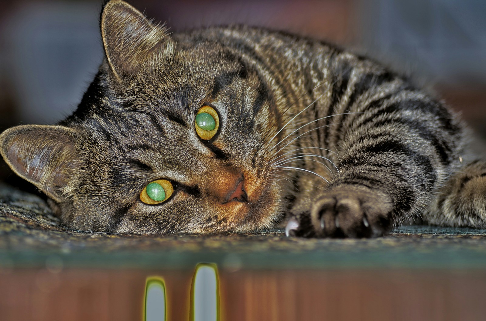 My cat - My, Nikon d5100, Jupiter-37, cat