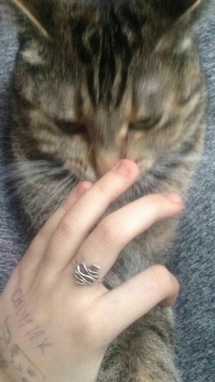 The love of my granddaughter and her cat - My, Kitty and Misha, on the bed, cat, The photo