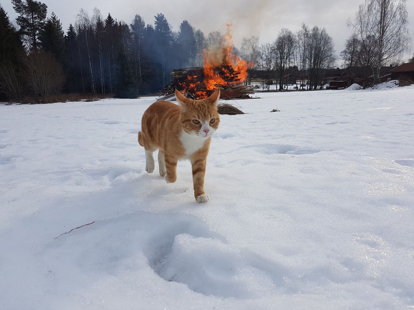 Да пошли вы все... - Фотография, Кот, Уход