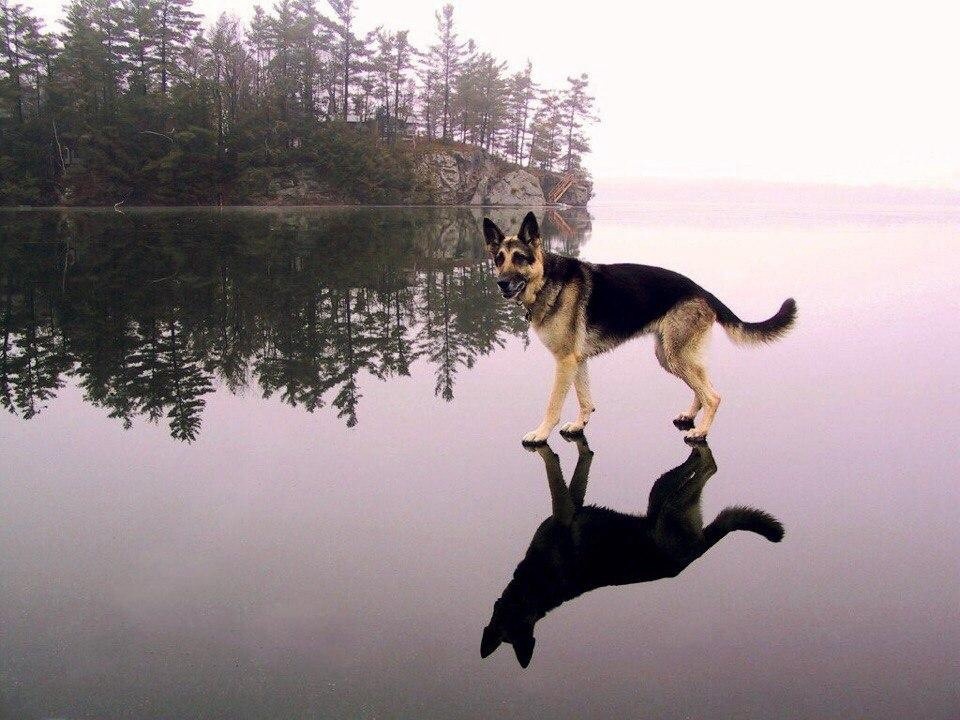 Shock. Sensation. The dog walked on the water and turned it into wine. The Pope and the Patriarch discussed this during the negotiations - Shock, Sensation, , , Dog