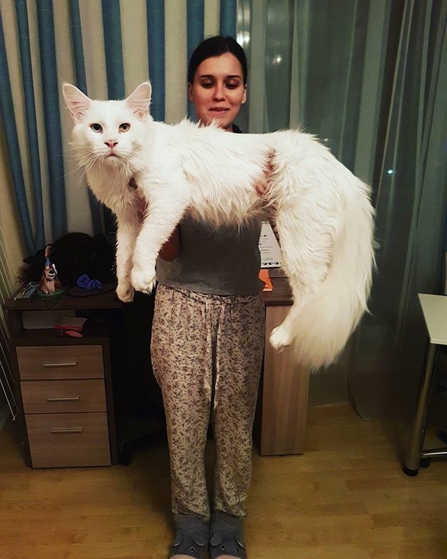 big pussy - cat, Maine Coon