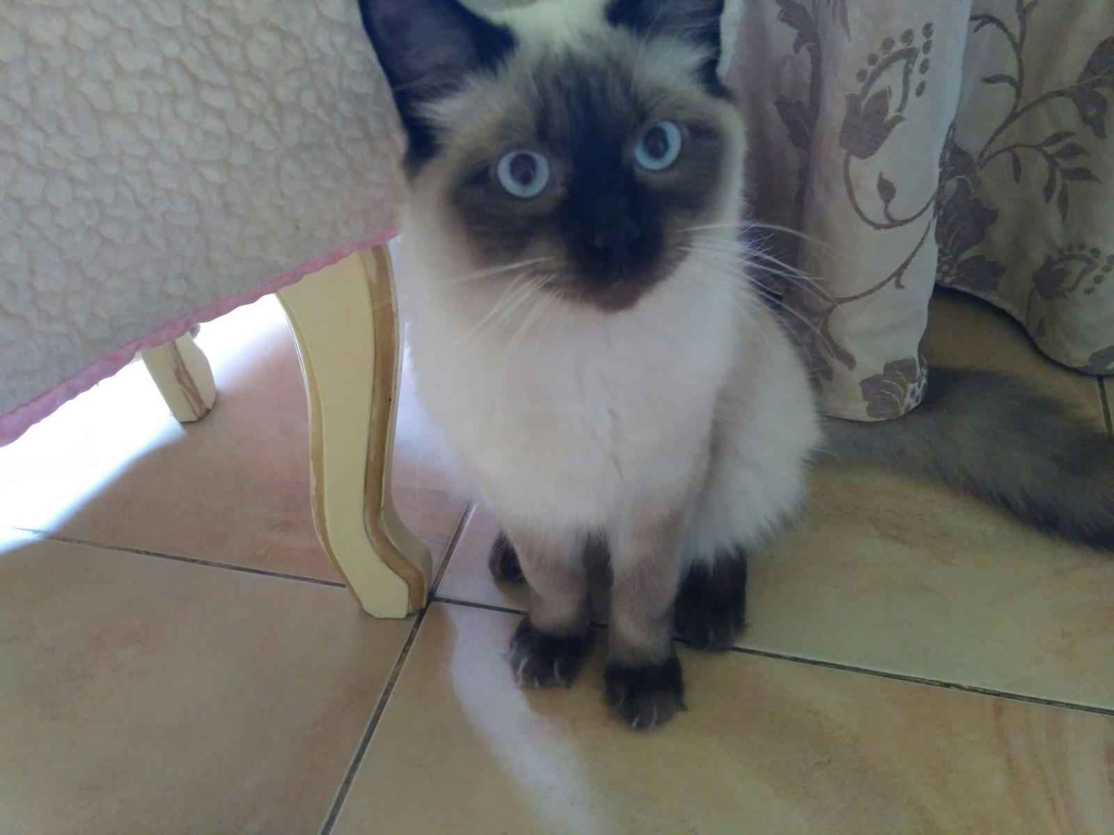 Cat <: - My, cat, Milota, Good morning, Animals