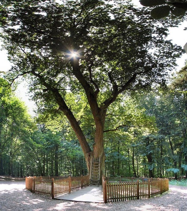 The most romantic oak tree in the world - Longpost, Love, Tree