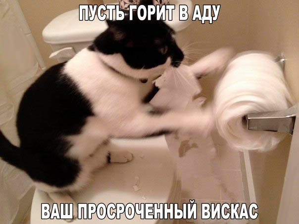 Angry cat! - cat, Toilet paper, Text