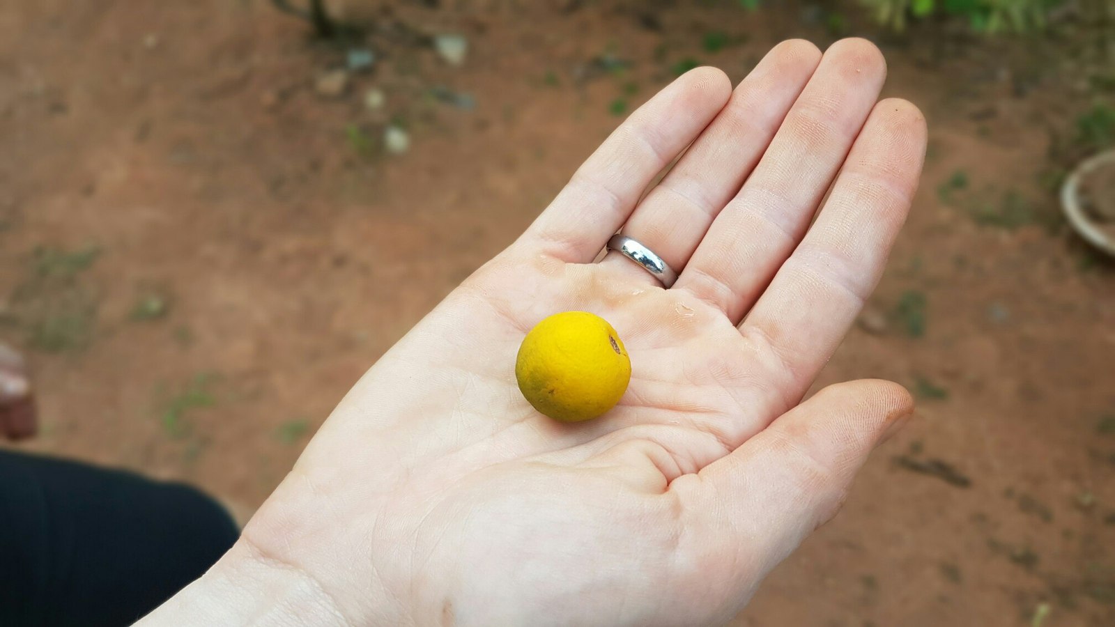 Sri Lanka 3 (fruit) - My, Фрукты, Banana, , Village, Jackfruit, Coconut, Orange, Cherries, Longpost