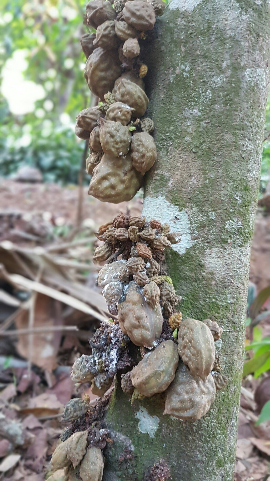 Sri Lanka 3 (fruit) - My, Фрукты, Banana, , Village, Jackfruit, Coconut, Orange, Cherries, Longpost