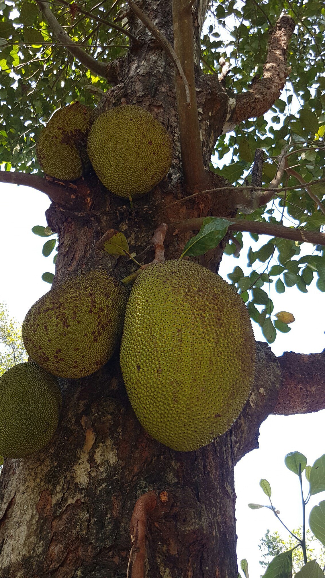 Sri Lanka 3 (fruit) - My, Фрукты, Banana, , Village, Jackfruit, Coconut, Orange, Cherries, Longpost