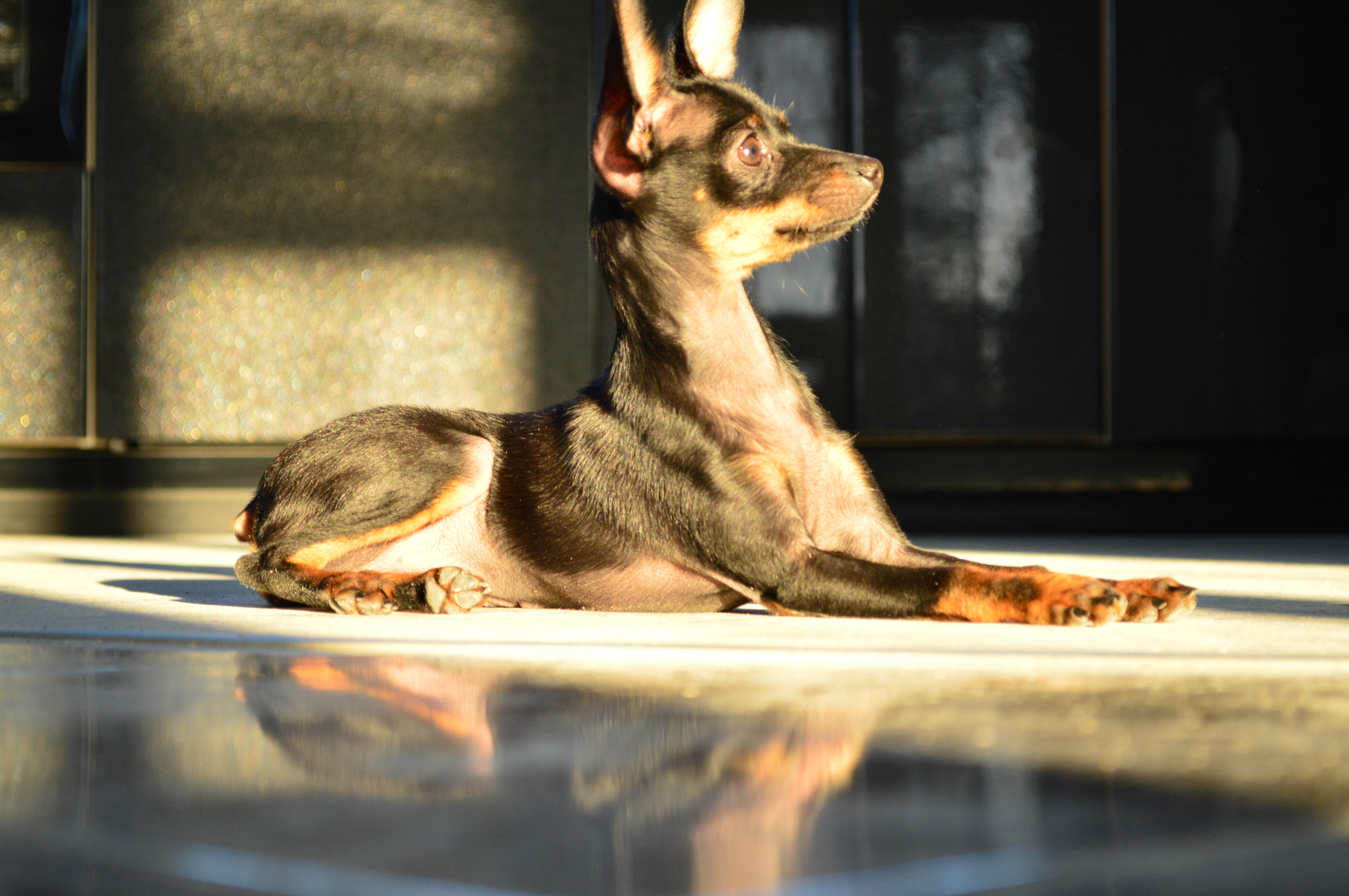 Ragout of chicken legs in nature. - My, Stew, Nature, Protva, Toy Terrier, Video, Chicken legs