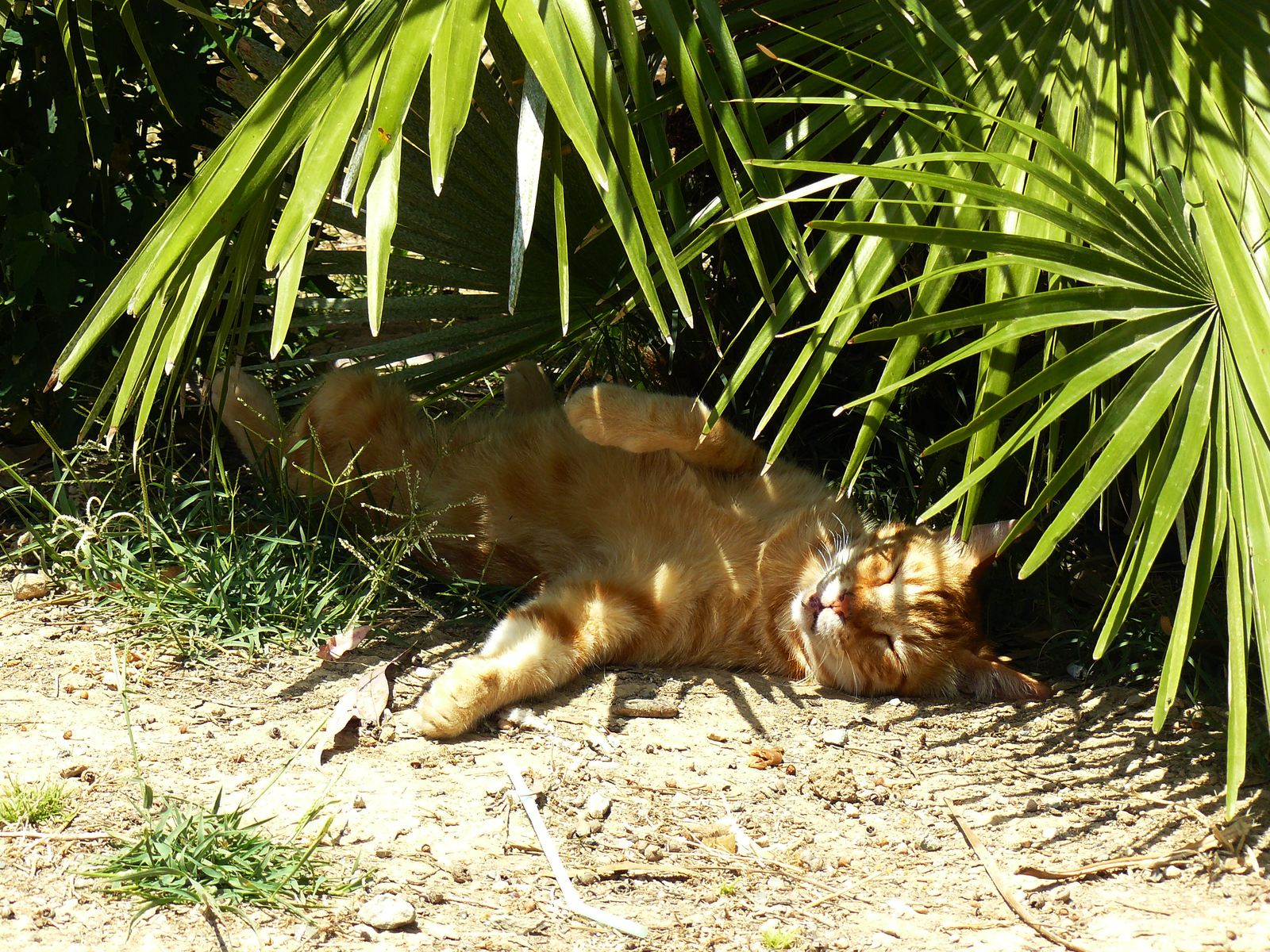 Cypriot seal - My, cat, Relaxation, Dream, Cyprus