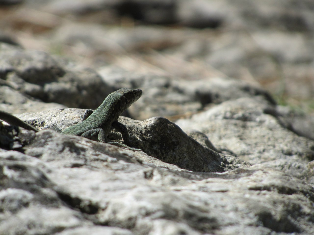 Forest photos (Crimea). - My, Crimea, Nature, Yalta, The photo, Longpost