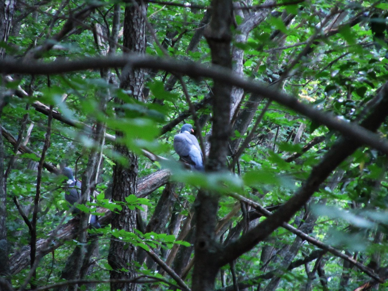 Forest photos (Crimea). - My, Crimea, Nature, Yalta, The photo, Longpost