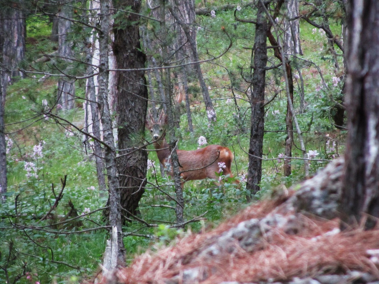 Forest photos (Crimea). - My, Crimea, Nature, Yalta, The photo, Longpost