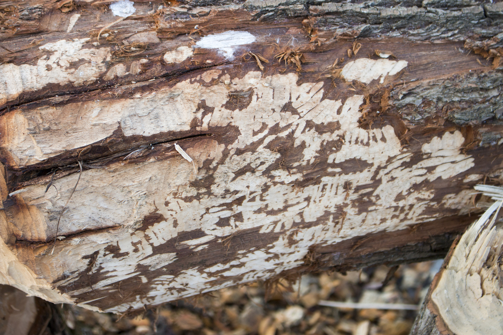 Beavers in the suburbs - My, The photo, Beaver Hut, Подмосковье, Swamp, Spring, Longpost