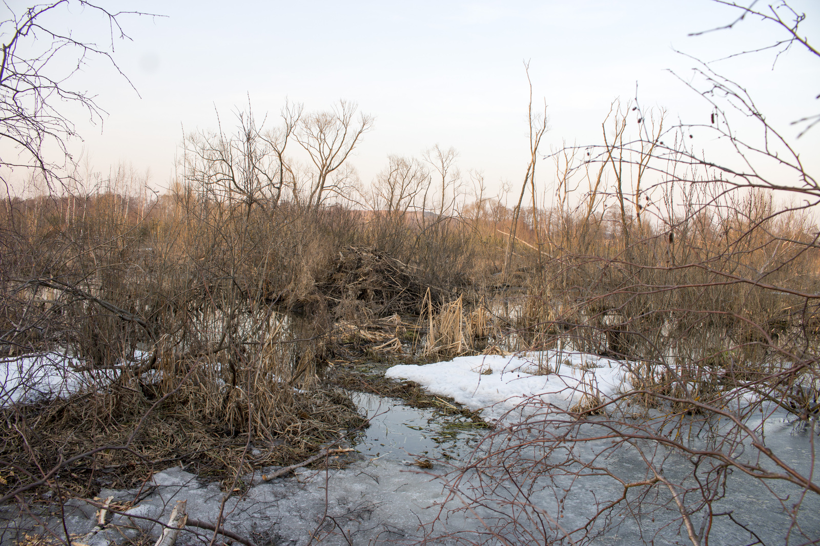 Beavers in the suburbs - My, The photo, Beaver Hut, Подмосковье, Swamp, Spring, Longpost