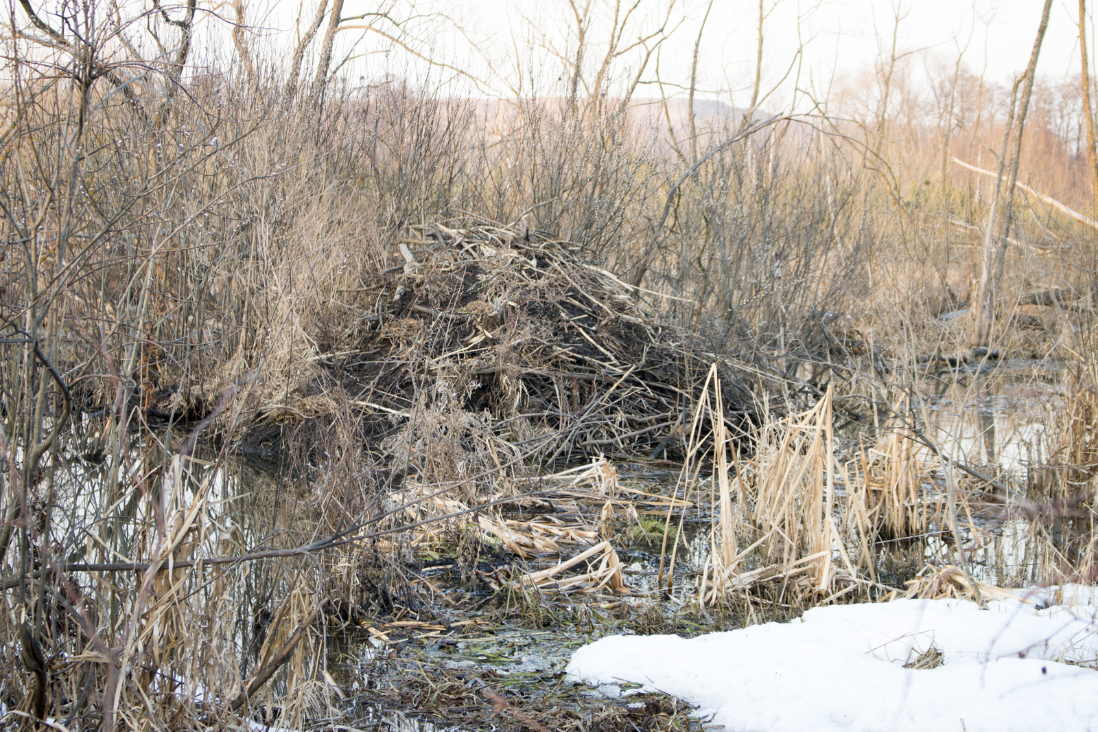 Beavers in the suburbs - My, The photo, Beaver Hut, Подмосковье, Swamp, Spring, Longpost