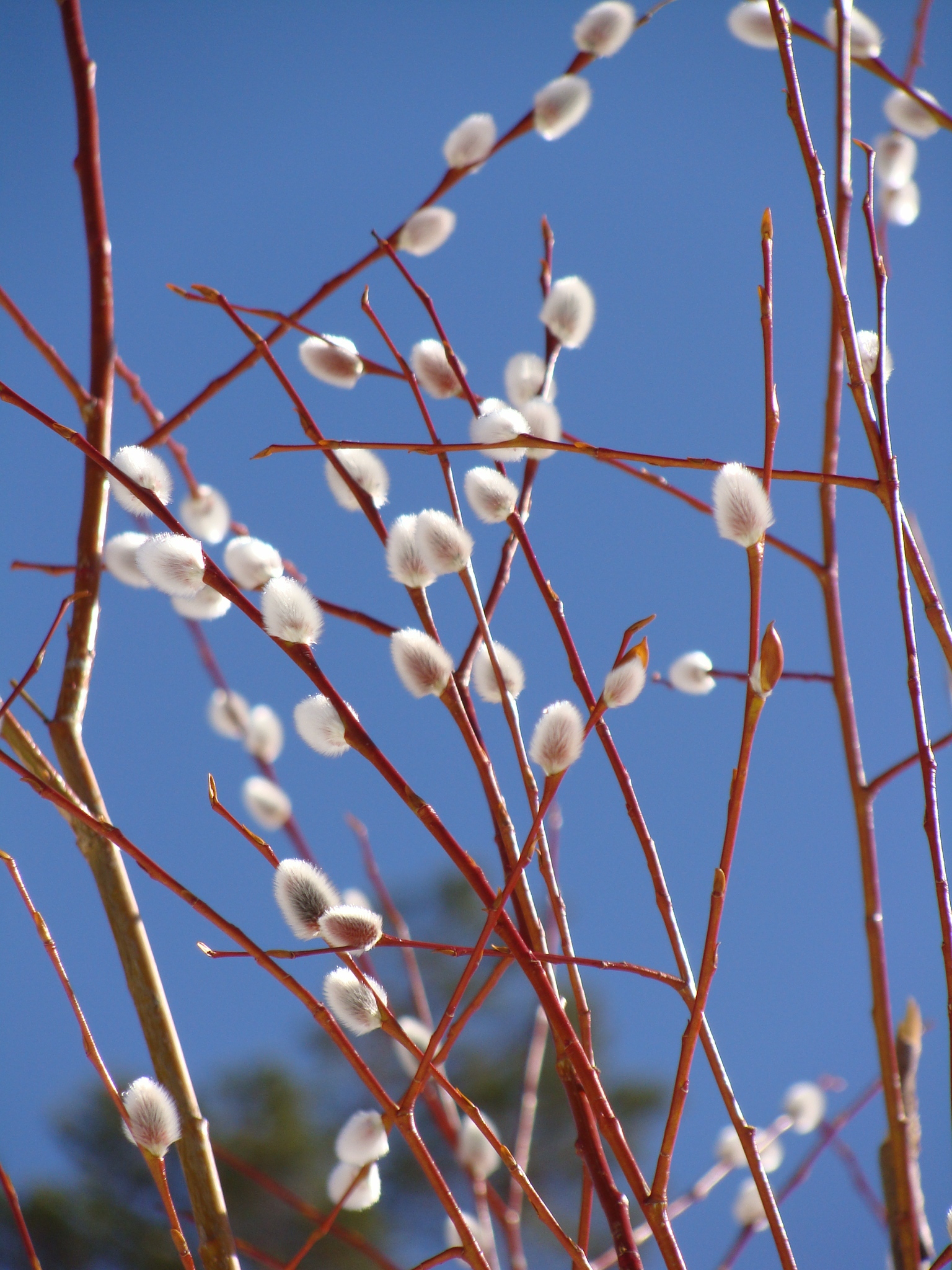 Spring willow. - My, The photo, Sky, Pussy willow, Willow