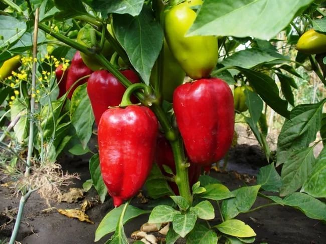 Peppers - 1. We grow seedlings - Garden, , Plant growing, Pepper, Dacha, Seedling, Longpost