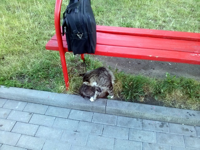 The bus goes into the sunset. - My, , Лампа, cat, Morning, Food, Bike, Longpost