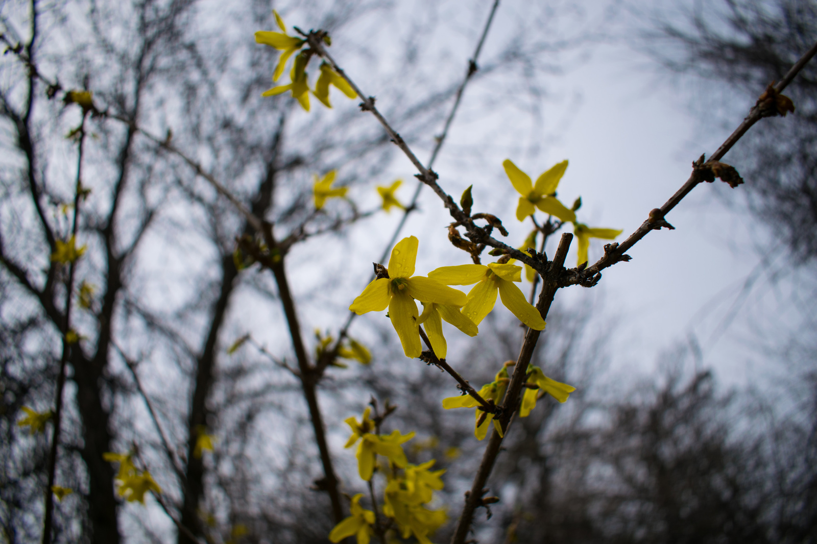 Walk in the park - My, The park, Nature, , Idaho, , Nikon, , Longpost, Nikon d5300