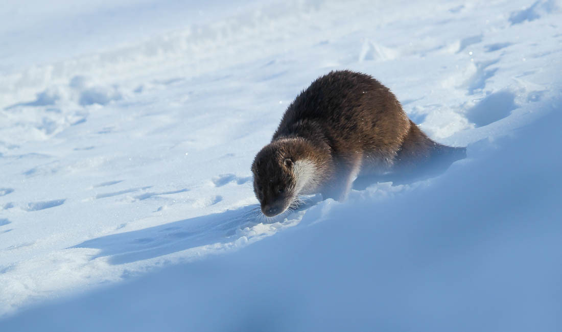 An ambush or some tricks of the work of a state inspector in the field of environmental protection - Barguzin Nature Reserve, State Inspector, Artur Murzakhanov, Otter, Longpost