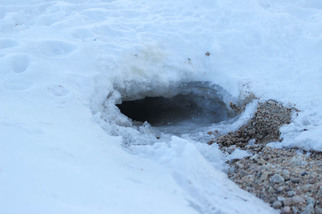 An ambush or some tricks of the work of a state inspector in the field of environmental protection - Barguzin Nature Reserve, State Inspector, Artur Murzakhanov, Otter, Longpost