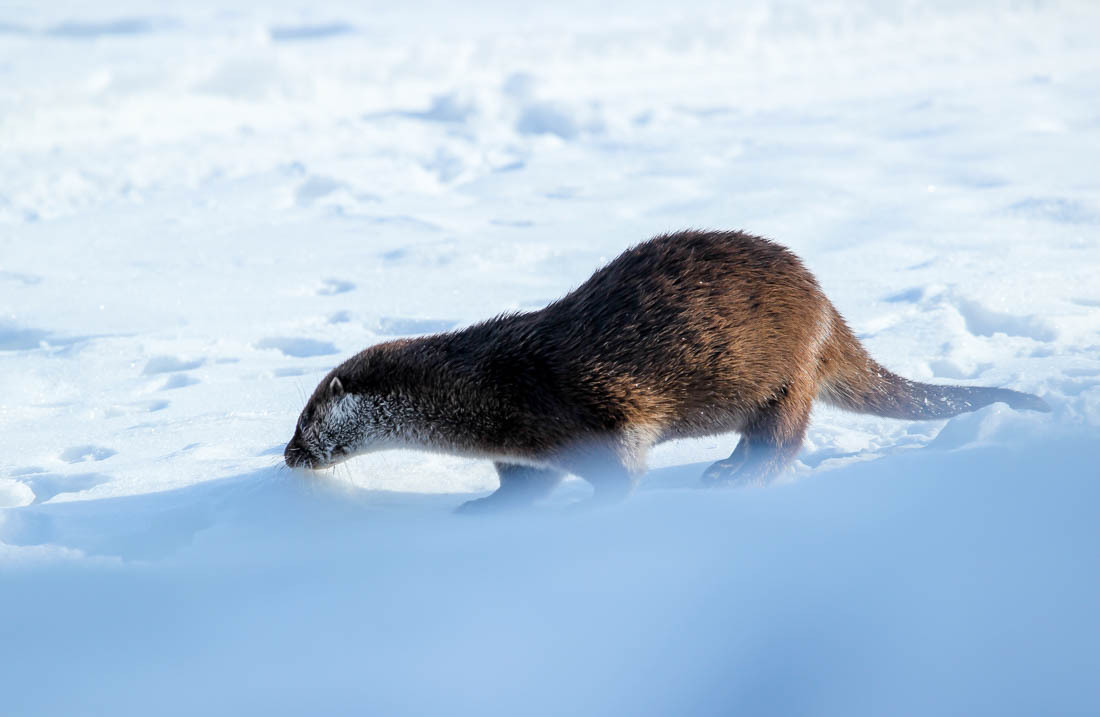 An ambush or some tricks of the work of a state inspector in the field of environmental protection - Barguzin Nature Reserve, State Inspector, Artur Murzakhanov, Otter, Longpost